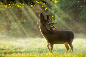 reindeer sun breeze 4k 1697111527