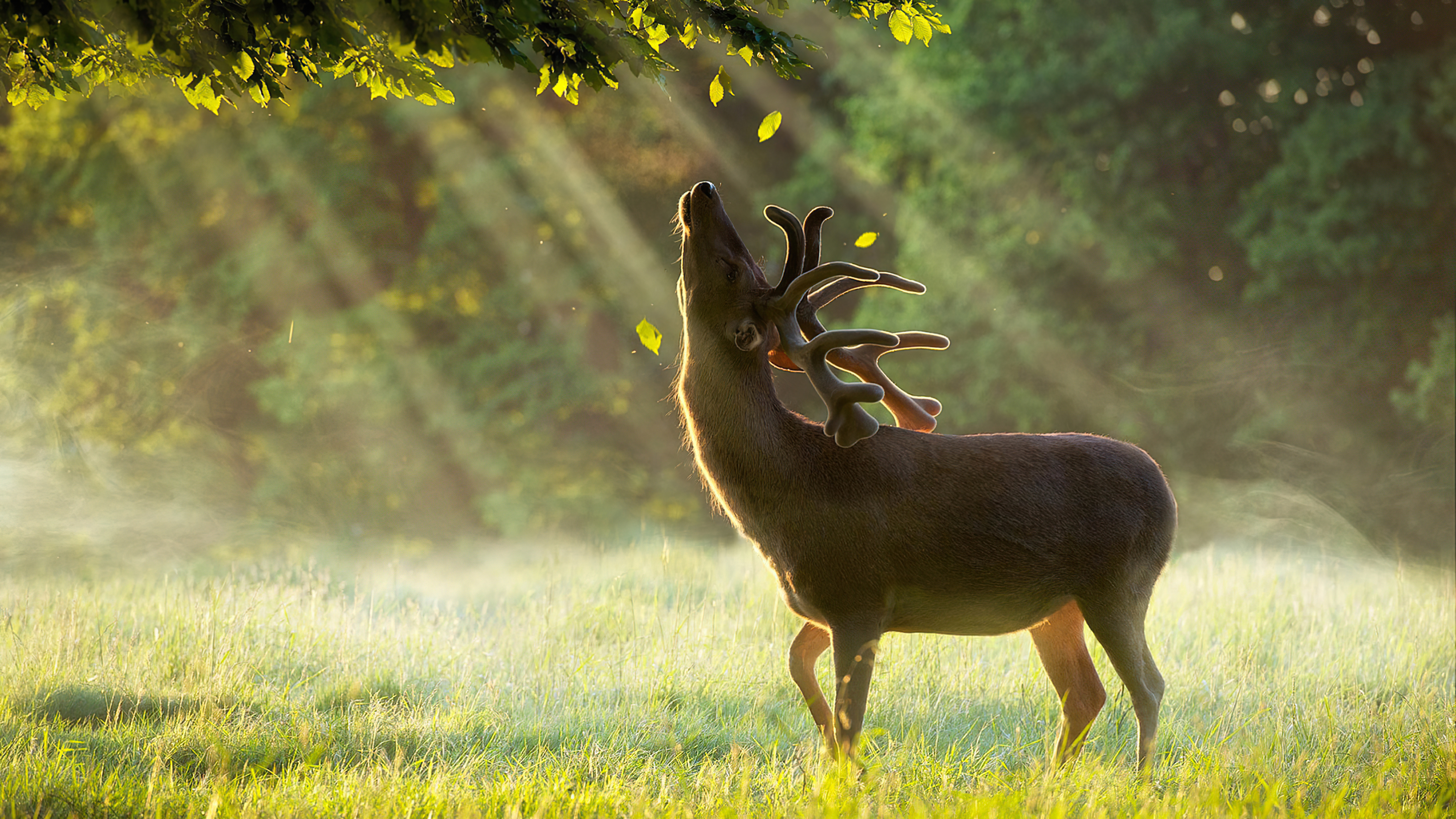 reindeer sun breeze 4k 1697111527