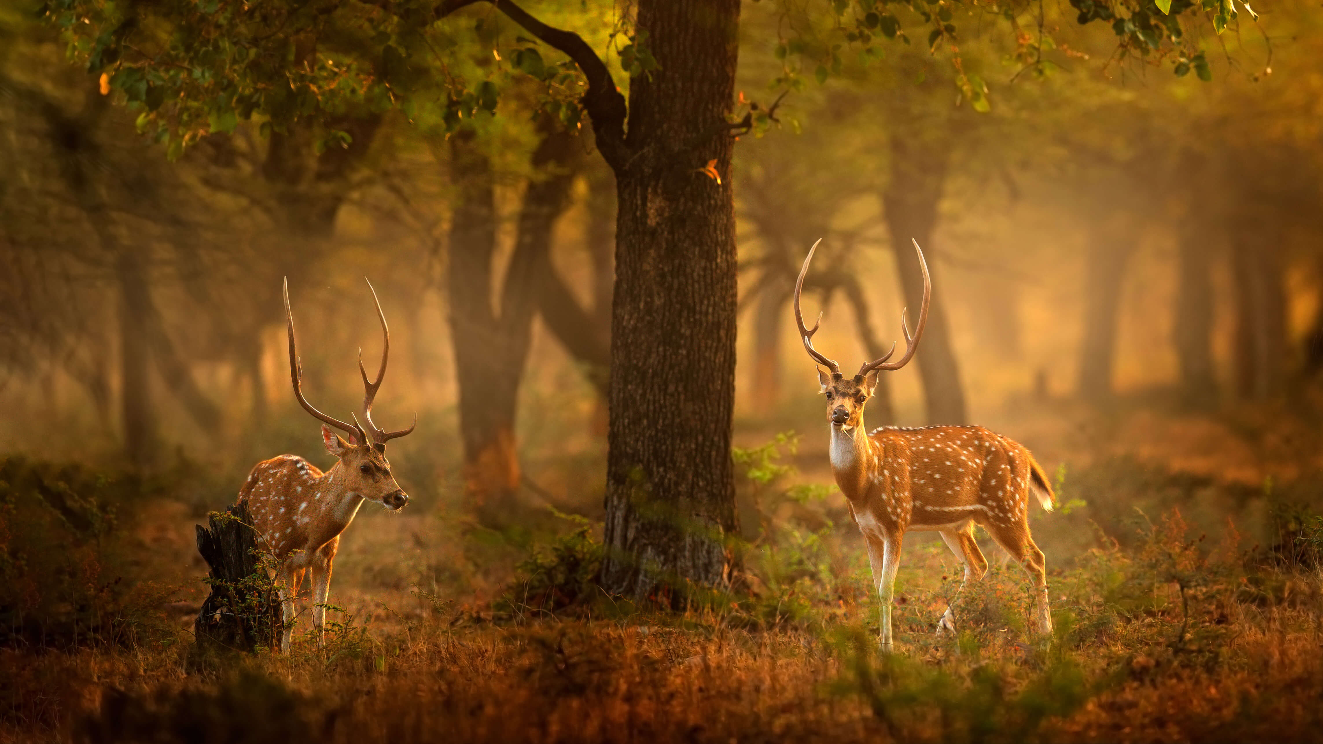 spotted deer 4k 1697111527