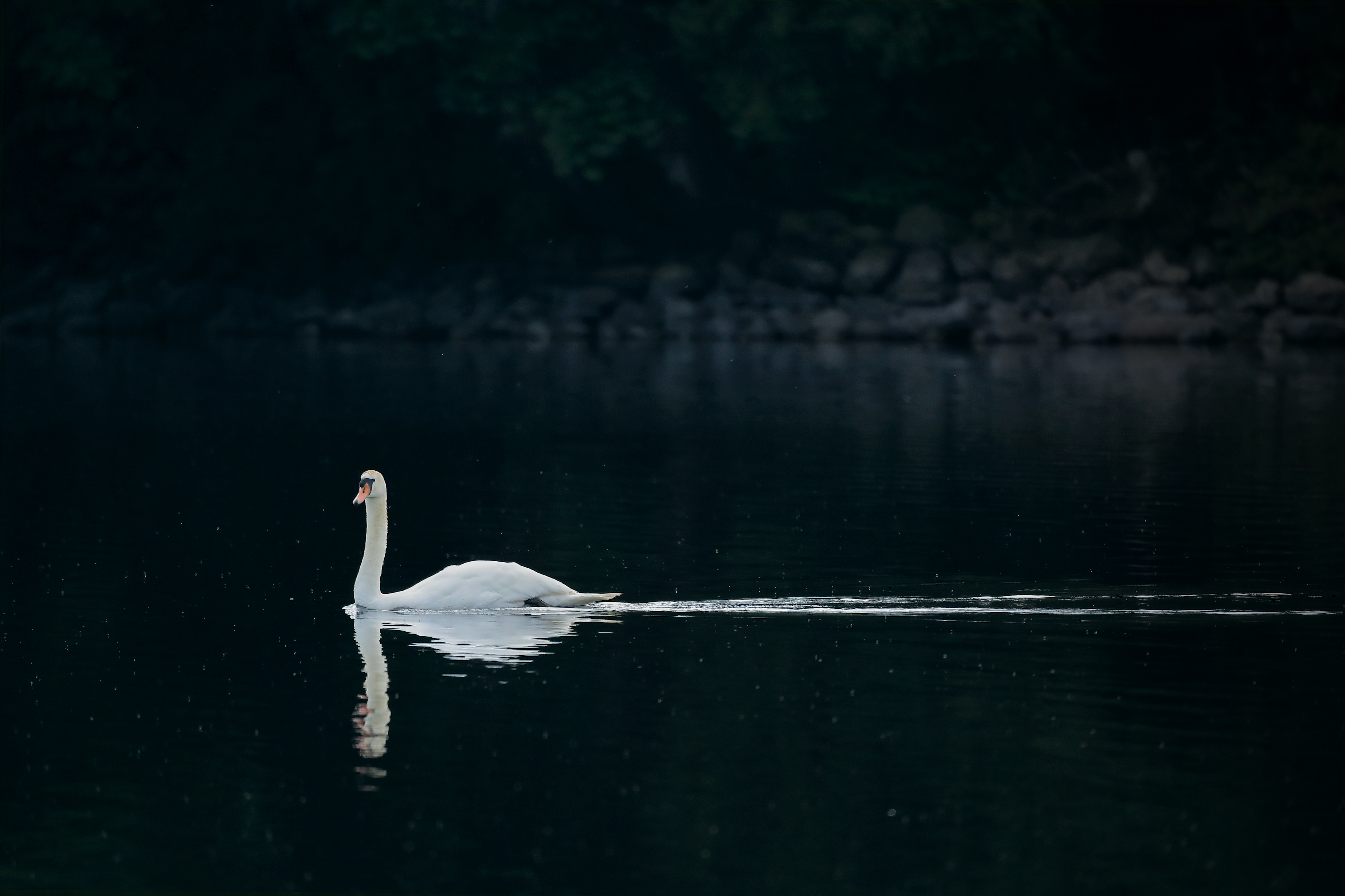 swan bird 4k 1697111527