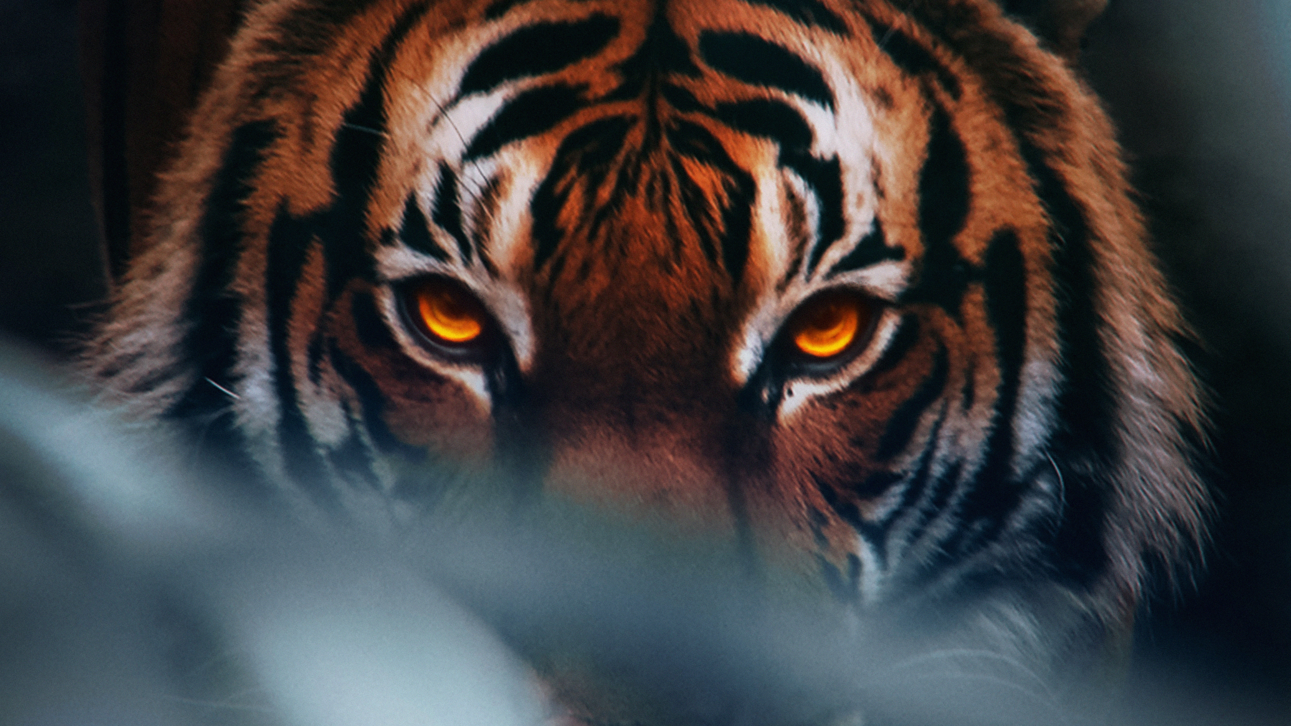 tiger face animal 4k 1697111527