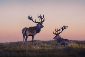 two reindeers 4k 1697111527