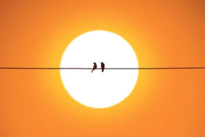 feathered friends on powerlines yx.jpg