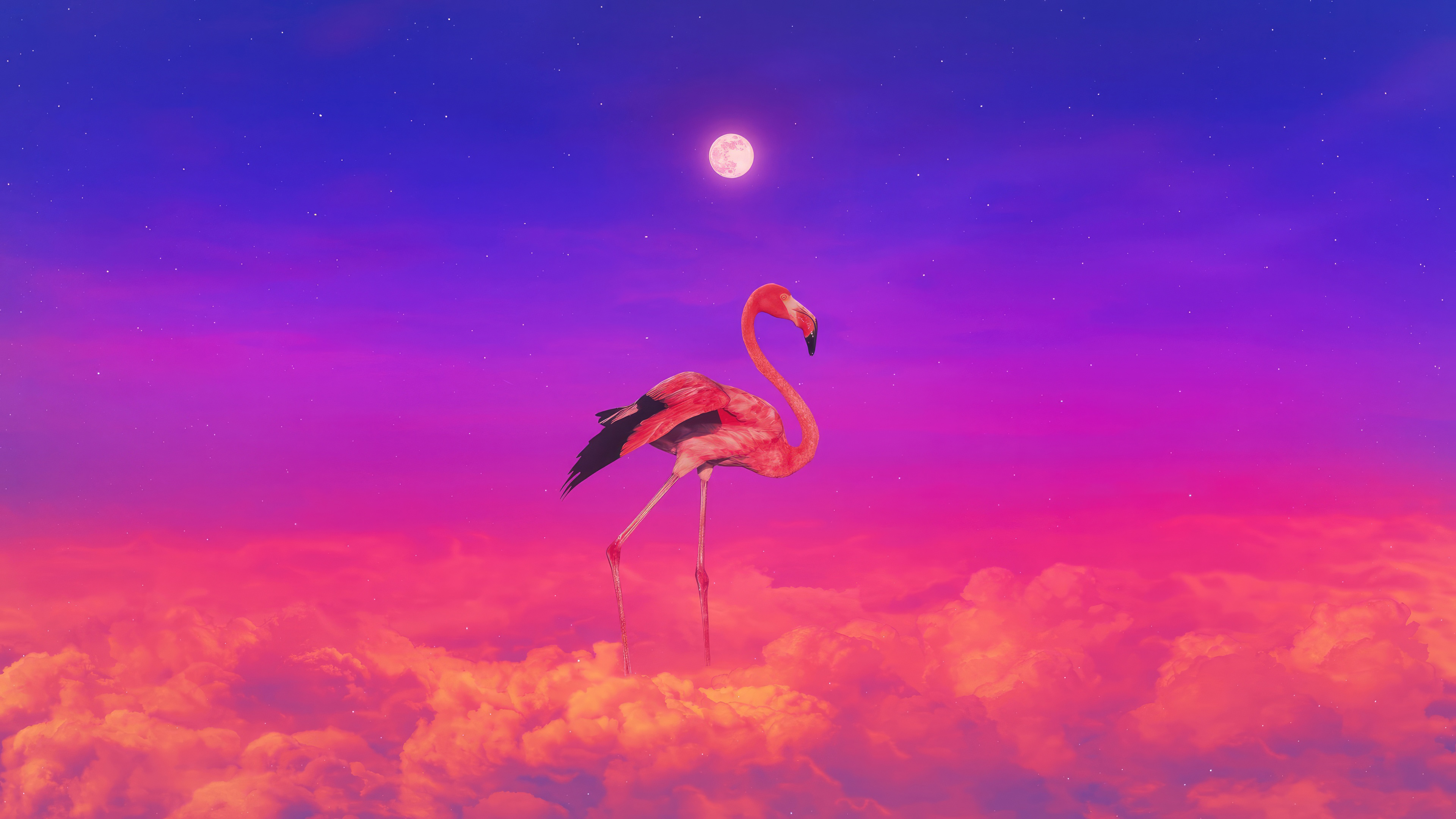 flamingo colorful 4k um.jpg