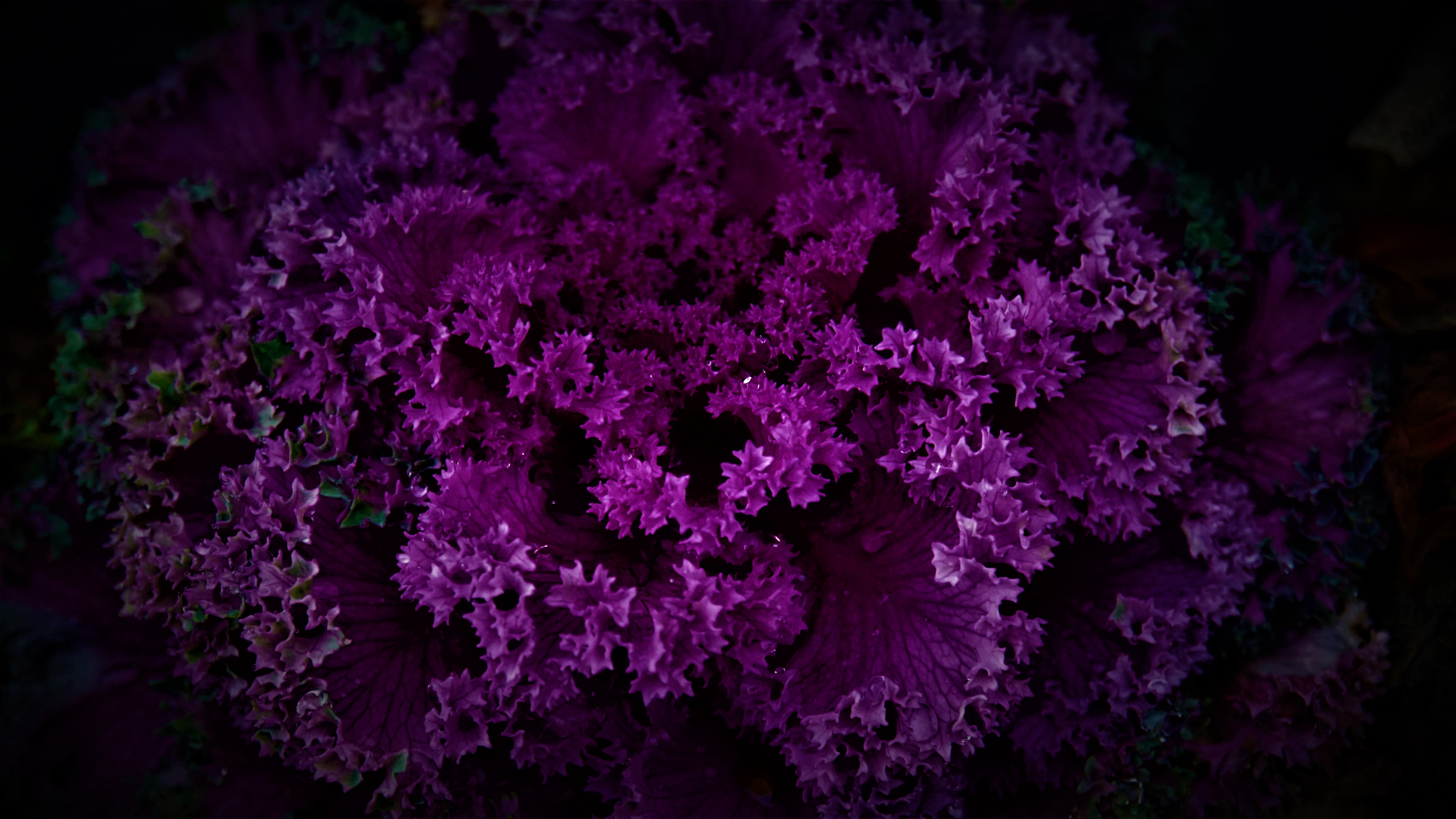 mystical purple flora amidst dark patterns s4.jpg