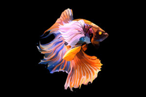 fish oled dark 4r.jpg