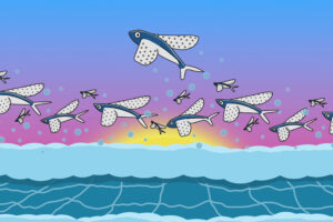 flying dolphins 16.jpg