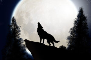 wolf the midnight colf 6p.jpg