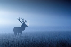 red stag in morning fog e1.jpg