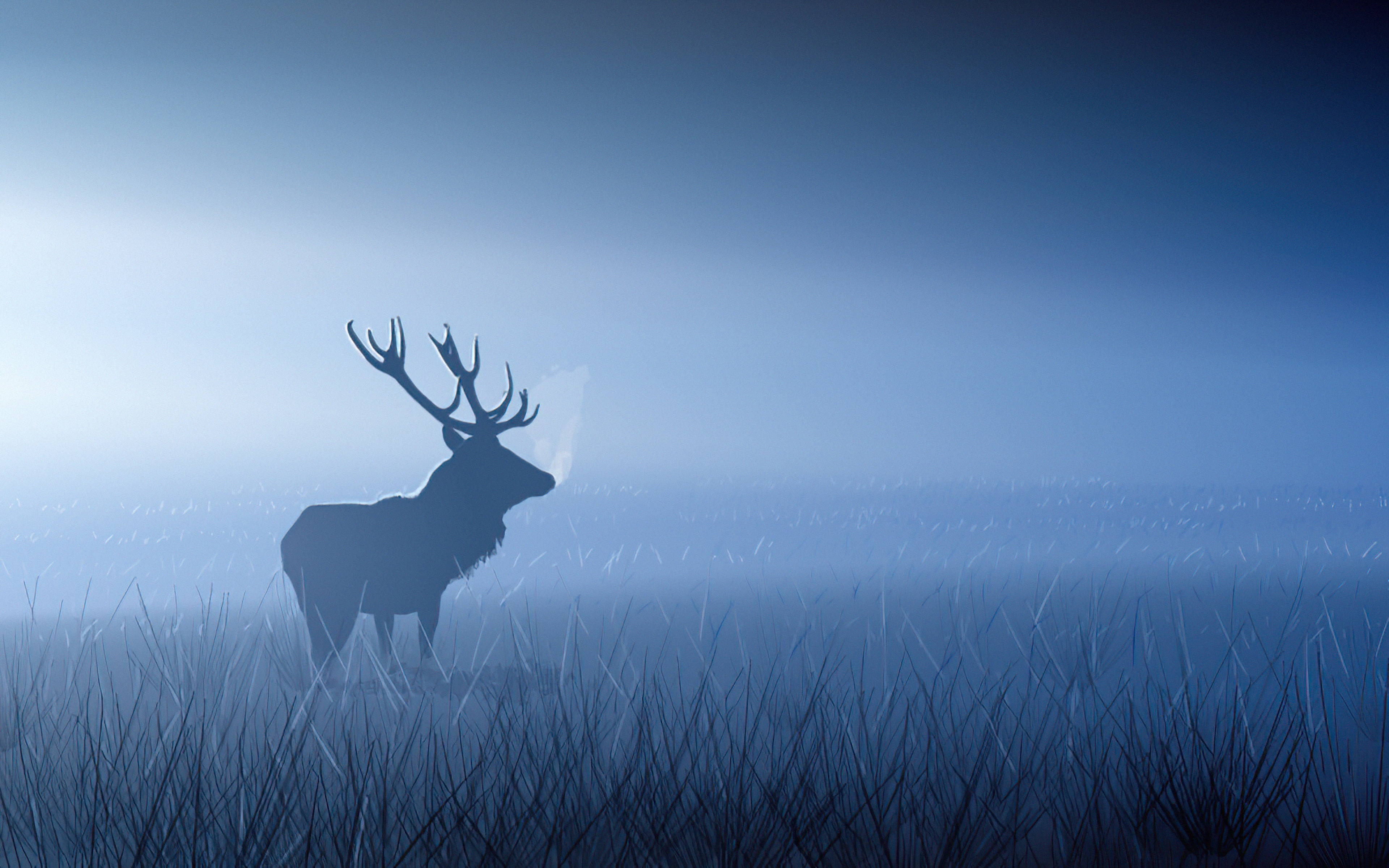 red stag in morning fog e1.jpg