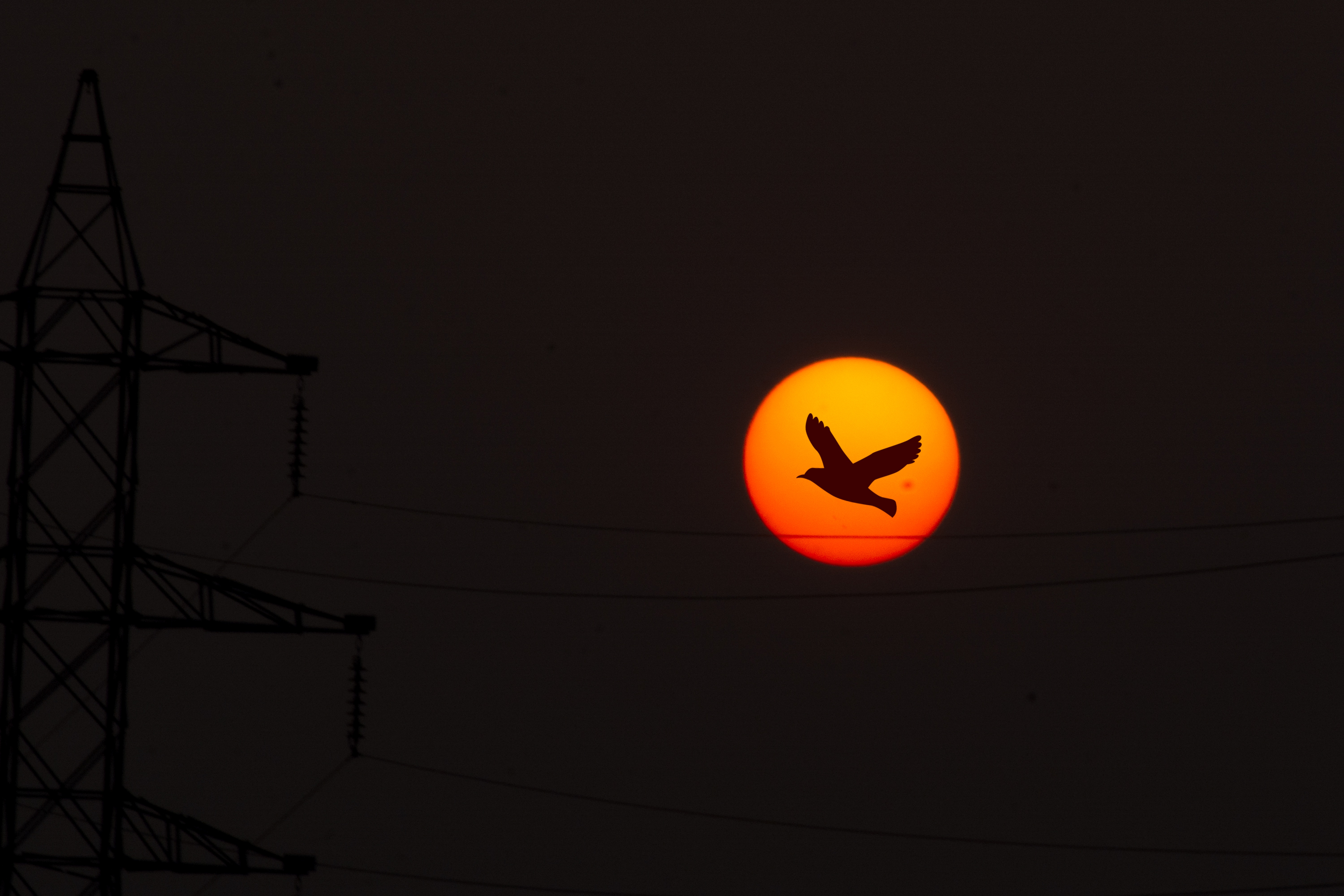 sunset sunrise bird flying sky nature clouds 5k 92.jpg