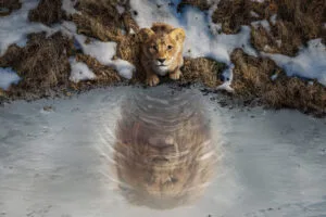 mufasa the lion king 2024 movie yj.jpg
